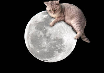 Cat on the moon