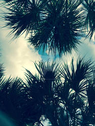 Florida Palm