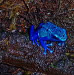 Blue Frog by Ian4444