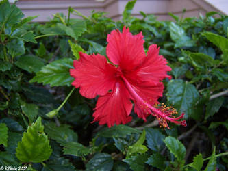 Red Flower Brisbane Australia