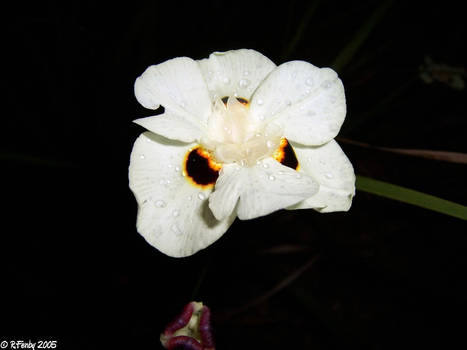 White Black Flower Noumea 2