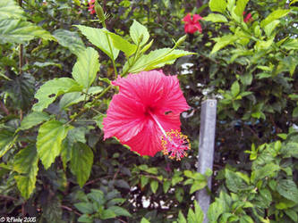 Red Flower Noumea