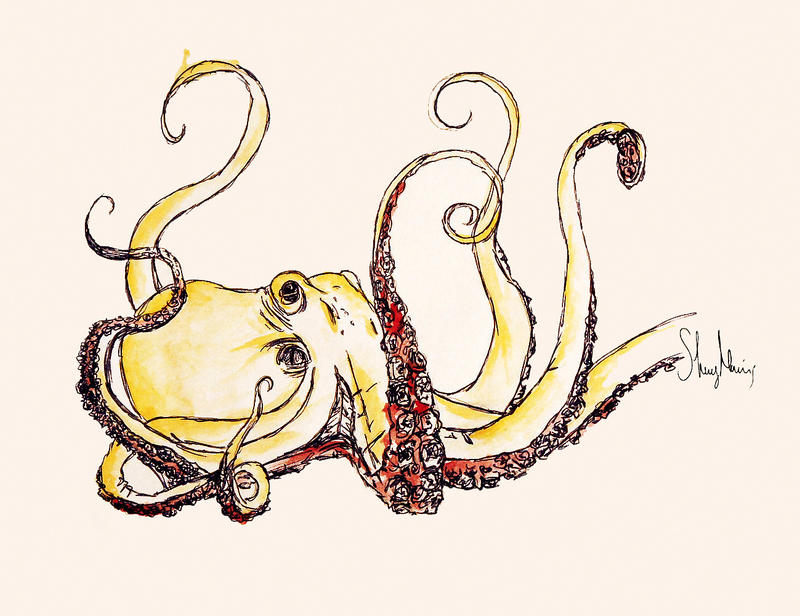 octopus.