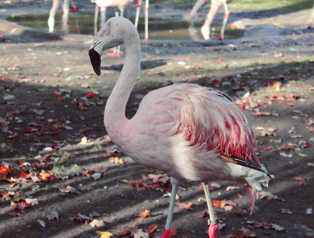 flamingo2.