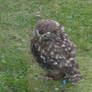 A little owl