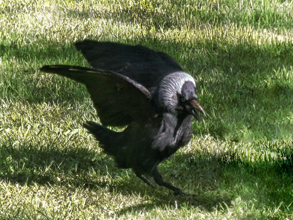 Jackdaw Scrapper