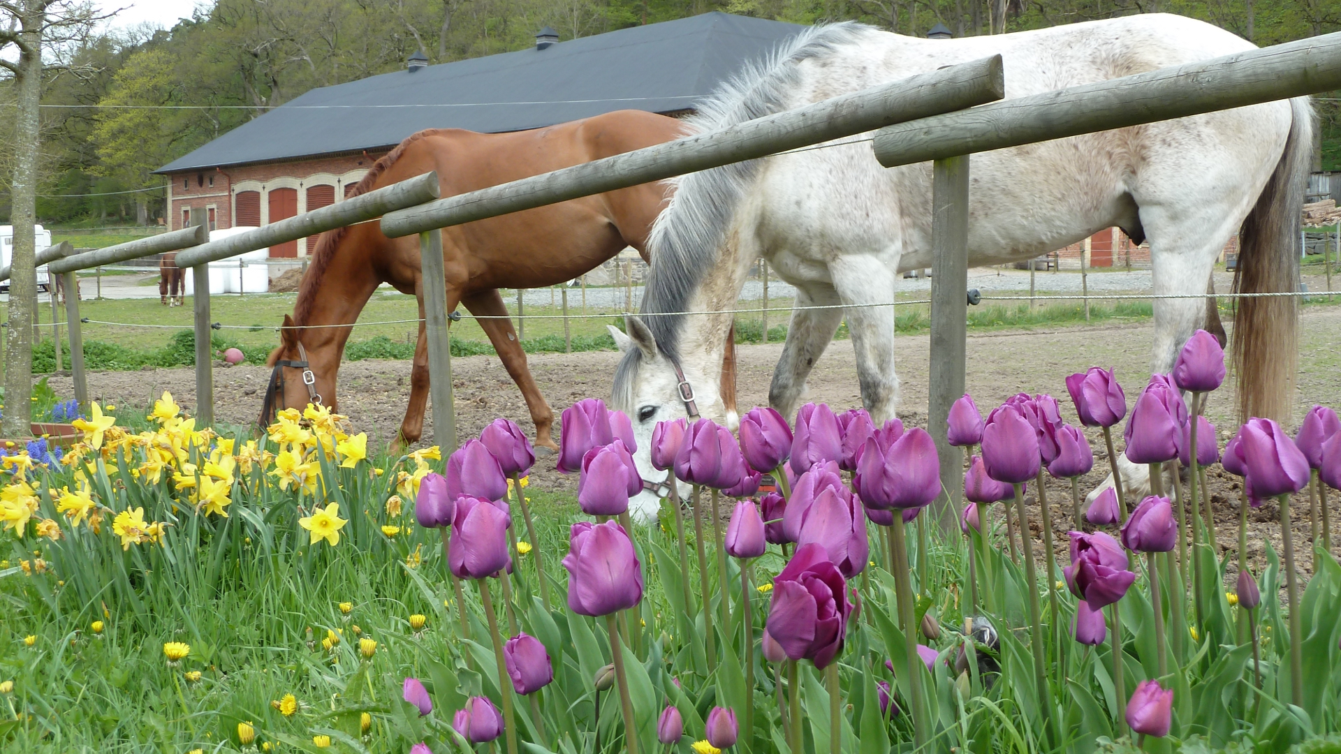 Tulips and Horses