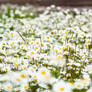 Daisies