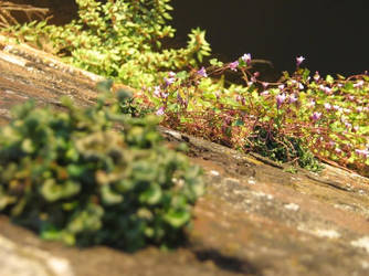 Plants on Wall.