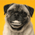 Smiling Pug