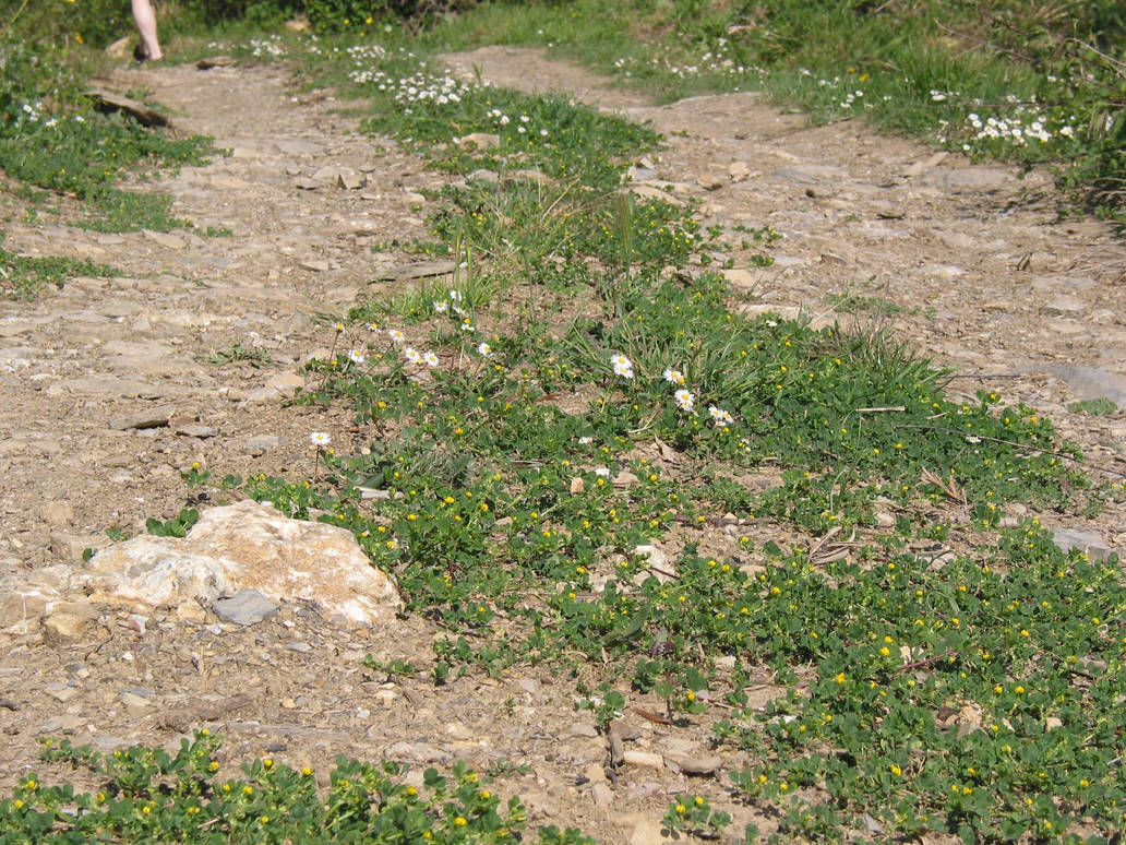 Daisy Path by bluecanarystock on DeviantArt