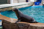 Sea Lion 28 by NoAttributionStock