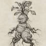 Mandrake Baby