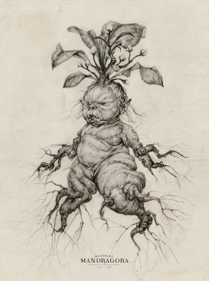 Mandrake Baby by AudreyBenjaminsen