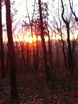 Sunlit Mountain Path