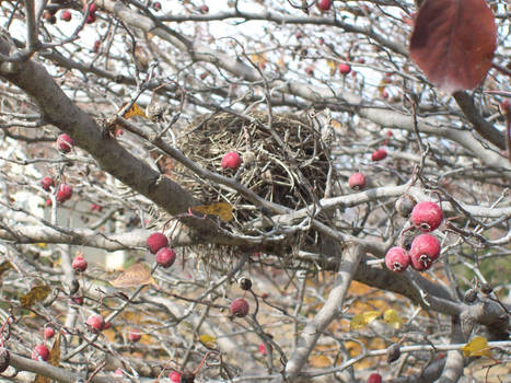 Bird's Nest