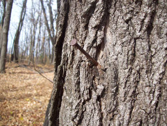 Nail in a Tree
