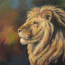 A lion