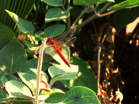 burning dragonfly