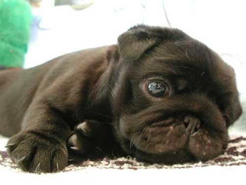 Pug Puppy cutness