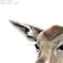 Fallow deer HEAD