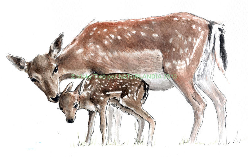 Fallow deer FEMALE AND FAWN