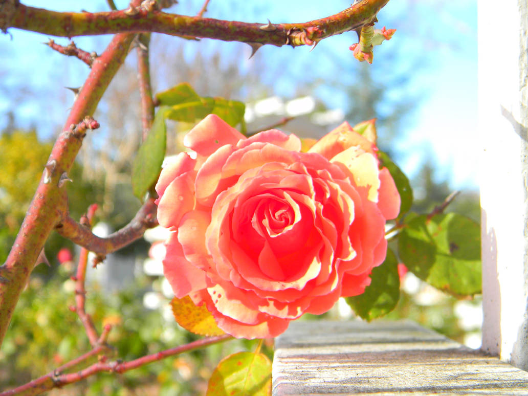 rose pose by snoboarderEm on DeviantArt