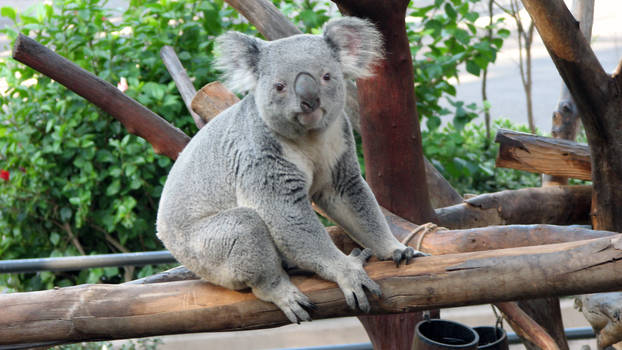 Koala II