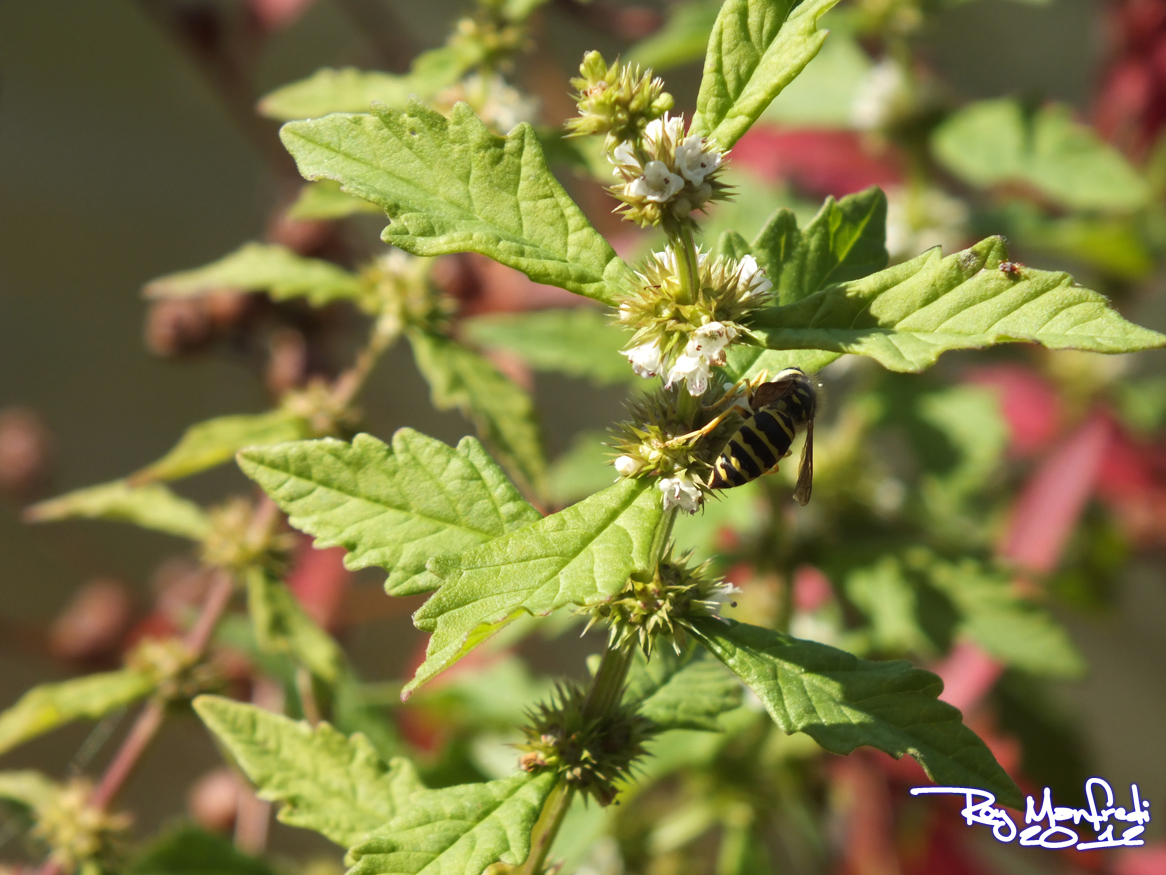 Farrington Bee