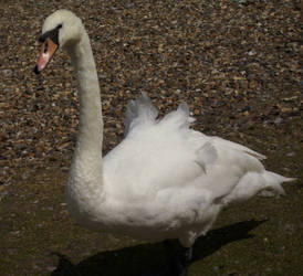 Swan