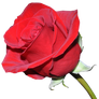 Rose PNG