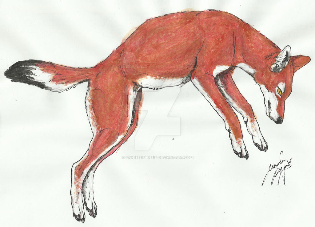Wolves Pouncing pouncing ethiopian wolf by Canis-Simensis on DeviantArt