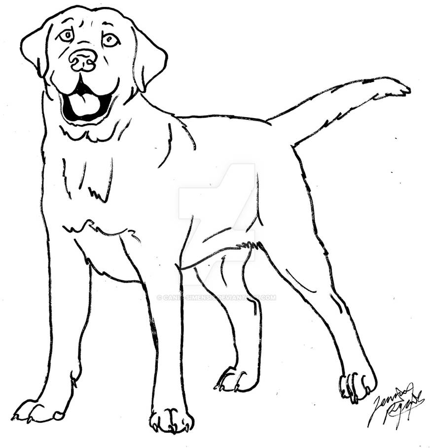 labrador coloring page by CanisSimensis on DeviantArt