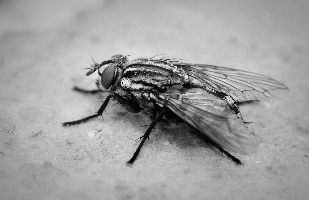 Fly BW