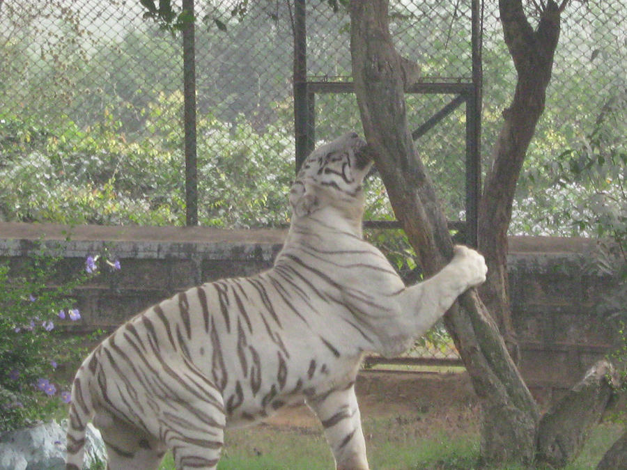 White Tiger