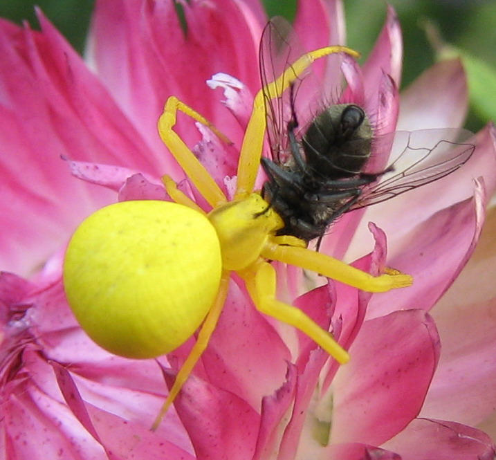 Orchid Spider by KAPbl4 on DeviantArt