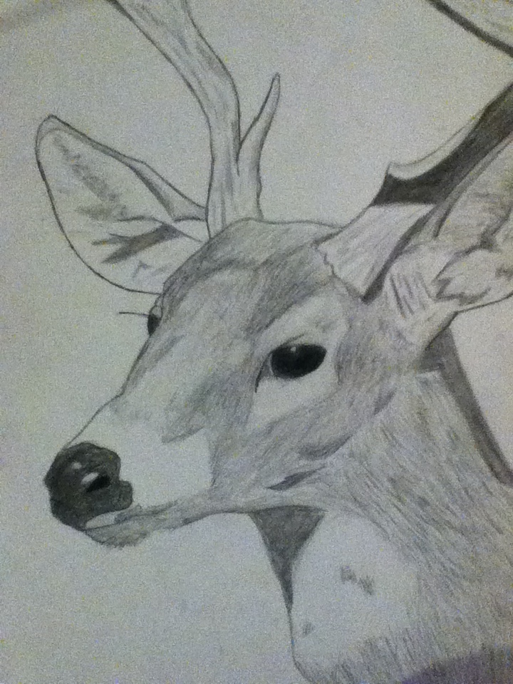 Deer :3