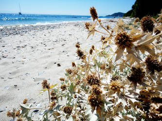 Thistle at the beach