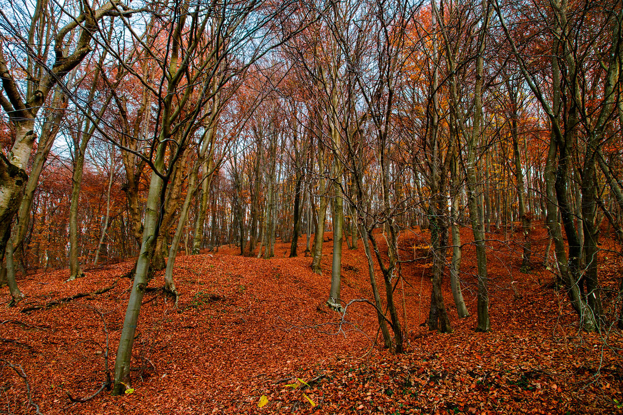 Baciu forest - 2