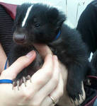 Cute skunk pet