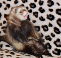 Weird pose of the excited ferret