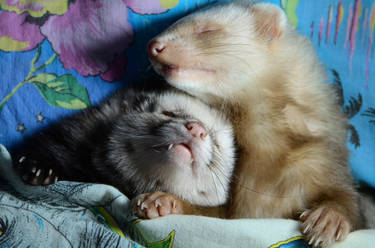 Ferret-tales~