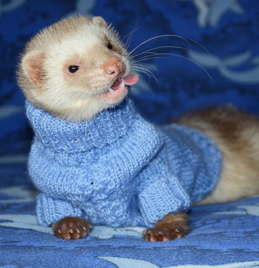 New Sweater by Panda-kiddie New Sweater by Panda-kiddie