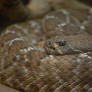 SW Speckled Rattlesnake