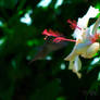 Hummingbird HDR Practice