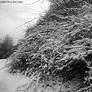Boughs