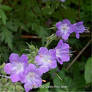 Purple Wildflowers