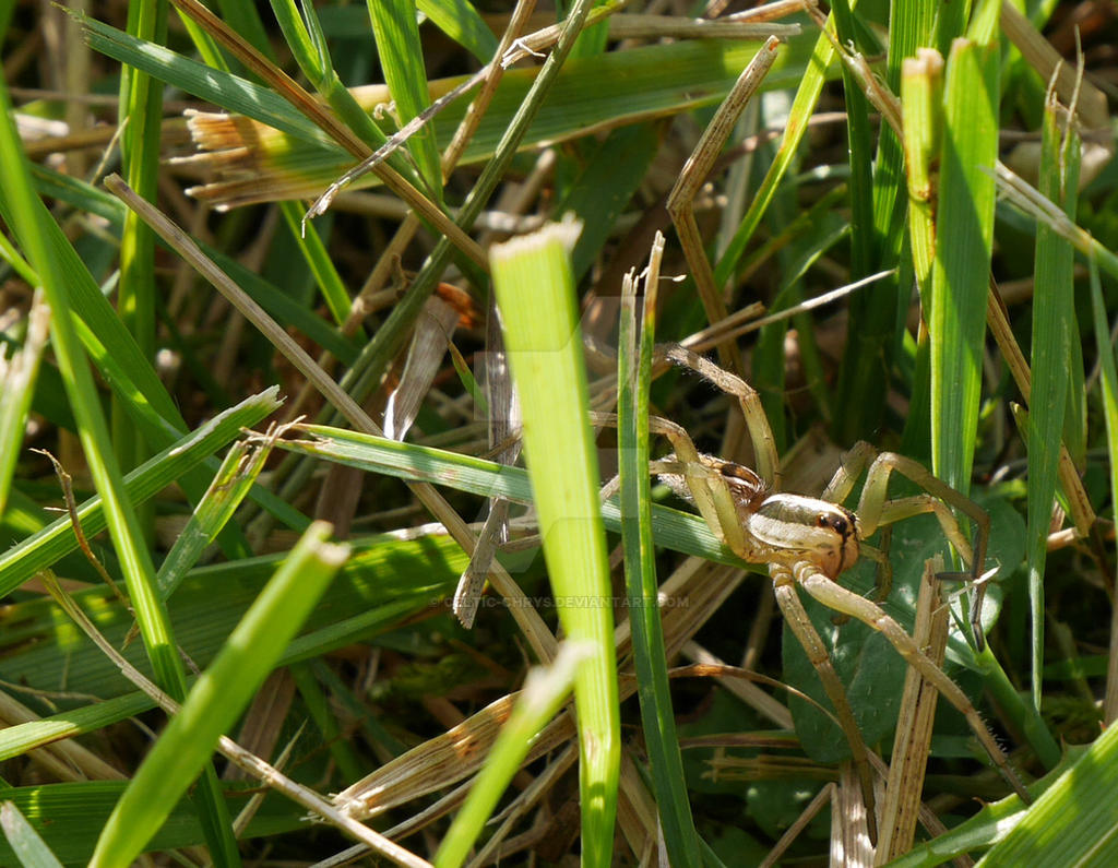 Spider in the Grass