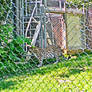 Leopard Behind a Chain Link Fence