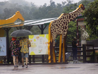 Giraffe Enclsure Taipei Zoo